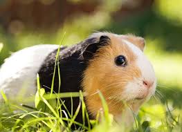 If you choose to supply your animal with vitamin c by dissolving it in water, try to change it often as it can easily turn bad. How Long Are Guinea Pigs Pregnant For