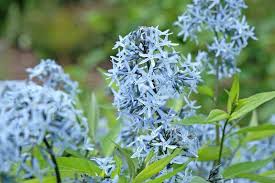 Image result for Tabernaemontana odoratissima