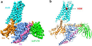 In the beginning, she is in love with wei shuyu. Cryo Em Structure Of The Human Histamine H 1 Receptor G Q Complex Nature Communications