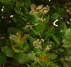 Image result for Anacardium occidentale