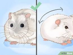 There are also short haired syrians as well. How To Breed Hamsters 12 Steps With Pictures Wikihow