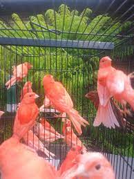 Canary bird for sale near me. Mikes Canaries Red Factor For Sale Home Facebook