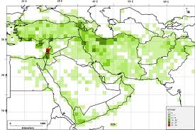 Image result for Euphorbia polycnemoides