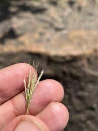 Image result for Arthraxon lancifolius