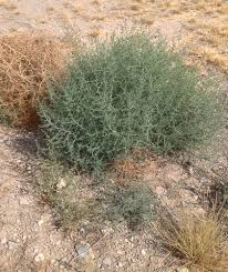 Image result for Salsola rabieana