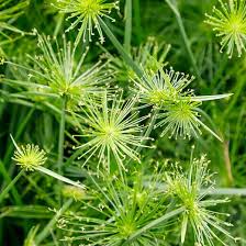 Image result for Cyperus sp.no.2