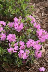 Amy Cotta Rhododendron Proven Winners Lavender Plant Rhododendron Flowers