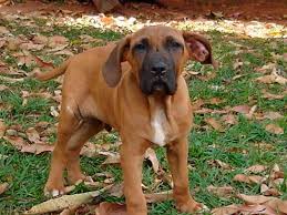 Don't give them run of the house until they've reached maturity. Fila Brasileiro Molosoide Vom Bulldoggen Typ Brasilianische Hunde