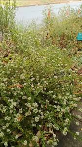 Image result for Lintonia nutans