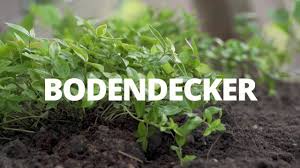 Quendel wächst an trockenen, steinigen und sehr sonnigen standorten. Bodendecker Fur Den Schatten Eine Sortenauswahl Und Pflanztipps