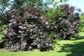 Pin Auf Garten Hecken Und Sichtschutzstraucher