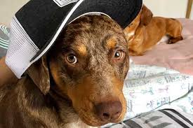 With fomepizole or ethanol treatment, starting treatment early before permanent kidney damage occurs. Antifreeze Poisonous For Dogs The Signs And What To Do Evh Emergency Vet Hospital