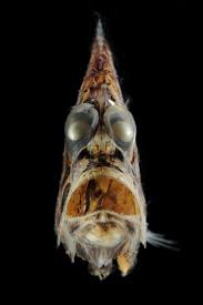 Warning Photos Of Bizarre Other Worldly Animals Photoshelter Blog Deep Sea Creatures Weird Sea Creatures Ocean Creatures