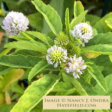 Image result for Trigonella