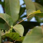 Image result for Pseudospondias microcarpa