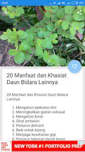 Pohon itu bisa diperbanyak dengan biji atau tunas akar. Cara Menggunakan Daun Bidara Sebagai Obat Fur Android Apk Herunterladen