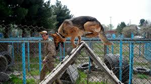 Military had abandoned dogs in afghanistan after the end of the evacuation mission on monday. Fjhqhcdjx K3pm