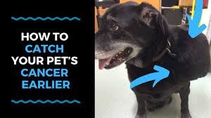 Like humans, dogs too have not been immunized from the deadly disease of cancer which for ages has been claiming the lives of millions of human. How To Set Up The Right Cancer Treatment Plan For Your Pet Vlog 122 Youtube
