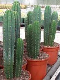 It is found in argentina, bolivia, colombia, chile, ecuador and peru. Cactus San Pedro Agua Colla Huachuma Giganton Trichocereus Pachanoi