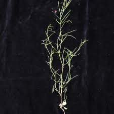 Image result for Microcharis asparagoides