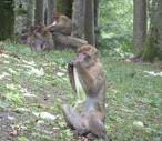 Monkey Mountain (Affenberg) in Germany - Monkeys and Mountains