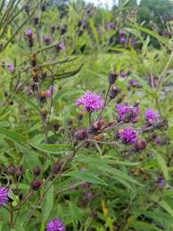Image result for Vernonia wollastonii