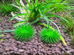 Image result for Eriocaulon africanum