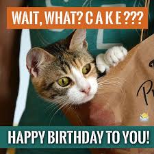 Cute Animals And Funny Happy Birthday Wishes Funny Wishes Funny Happy Birthday Pictures Funny Happy Birthday Wishes