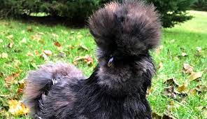 Bantam body is small, short, big and. 10 Awesome Reasons To Raise Silkie Chickens Poultry Feed Formulation
