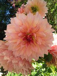 Dinner Plate Dahlia Big Beautiful Blooms Color Pink Lemonade Beautiful Flowers Dahlia Flower Flower Garden