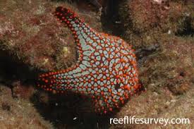 Image result for Pentanisia sykesii