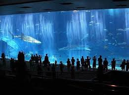 Largest Aquarium In Okinawa Japan Shedd Aquarium Public Aquarium Chicago Attractions