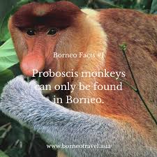  Proboscis Monkeys Or Commonly Known As Monyet Belanda Among The Locals Can Only Be Found In Borneo And Believe It Or No Borneo Proboscis Monkey Best Swimmer