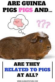 Pin On Guinea Pig Breeds And Breeding