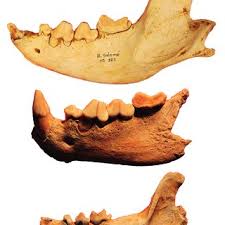 Mandibules segue le vicende di due amici poco svegli che trovano una mosca gigante nel bagagliaio della macchina e decidono di ammaestrarla per farci. Mandibules D Hyene Du Reseau Salome De Haut En Bas N 323 Locus J Download Scientific Diagram