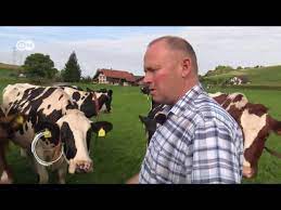 Suiza: la vaca descornada | Enfoque Europa - YouTube