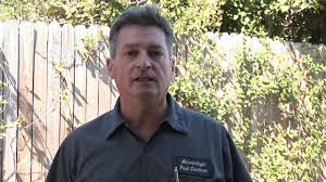 Little tiny ants have been spotted in our new home, and many people are suffering the same fate across the country. How To Kill Fire Ants With A Natural Remedy Youtube