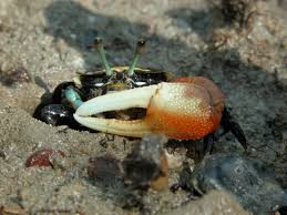 Image result for Cadaba kirkii