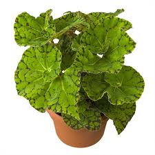 Displays sporadic, upright clusters of light pink. Begonia Froggy Begonia Rex Hybrid Rex Begonias Begonias