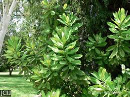 Image result for Euphorbia grantii