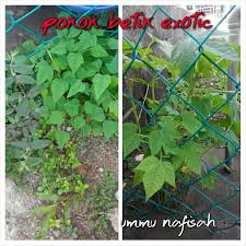 Maybe you would like to learn more about one of these? Pokok Betik Nafisah Anas