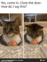 More cat memes for sharing only on funny cat memes. Purrfectly Toasted Caturday Memes 30 Cat Memes Cat Memes Animal Memes Cats