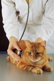 Find your heart rate in seconds. Do Healthy Kittens Have A Rapid Heartbeat