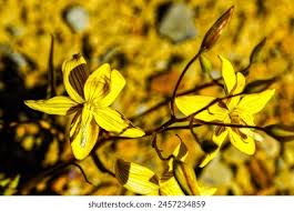 Image result for Tecophilaeaceae
