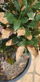 Maybe you would like to learn more about one of these? Don S Expert Answers Bay Tree With The Leaves Dying Very Slowly From Tip To Base Of Leaf Burke S Backyard