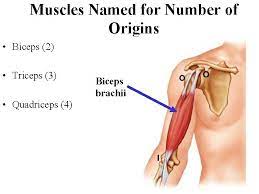 Sometimes the locations of muscles's origins or insertions are incorporated into their names. The Skeletal Muscular And Levers System Muscular Physics