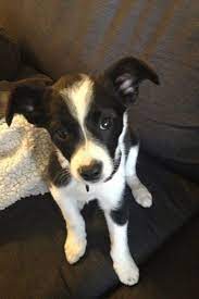 Border Collie Chiweenie Pets Chiweenie Animals