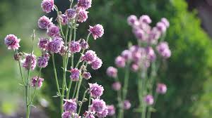 Image result for Aquilegia vulgaris `Nora Barlow`