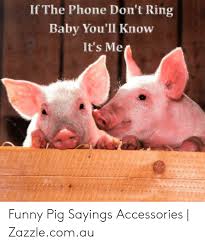 A pig with laryngitis is disgruntled. If The Phone Don T Ring Baby You Li Know It S Me Funny Pig Sayings Accessories Zazzlecomau Funny Meme On Me Me