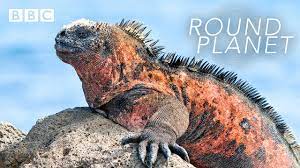 36 Underrated Things On Netflix You Need To Watch In 2019 Marine Iguana Iguana Galapagos Islands